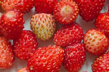 yabani çilek Çilek