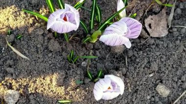 Taking pictures of three crocus flowers unfolding with time-lapse