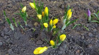 Taking pictures of yellow crocus flowers unfolding with time-lapse