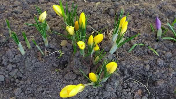 Taking Pictures Yellow Crocus Flowers Unfolding Time Lapse — Vídeo de Stock