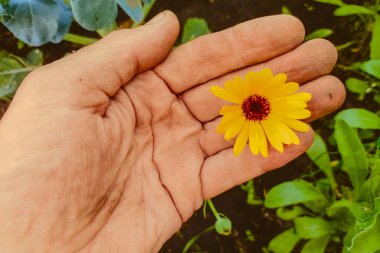Yaşlı bir adamın eli, Han 'ının avucundaki sarı çiçeği aşındırıyor.