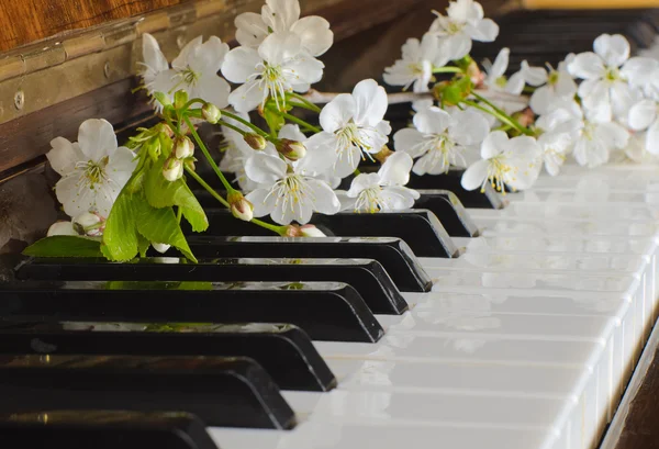 A cereja florescente em um piano — Fotografia de Stock