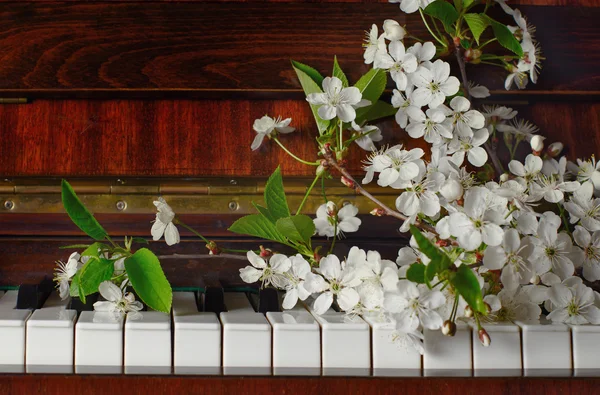 Die blühende Kirsche auf dem Klavier — Stockfoto