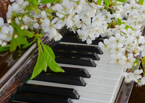 Die blühende Kirsche auf dem Klavier — Stockfoto