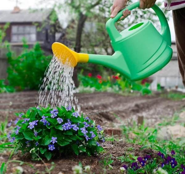 Genç kız çiçek suları