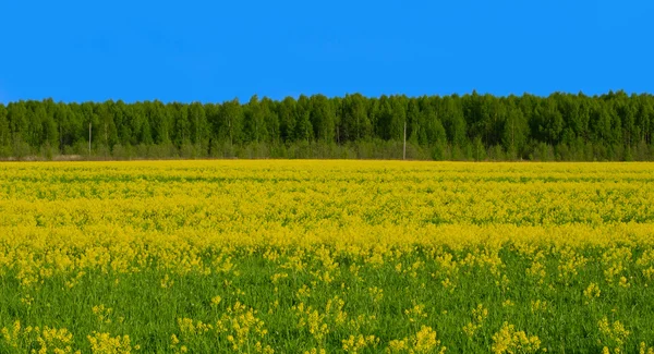 Feld mit gelben Blumen — Stockfoto