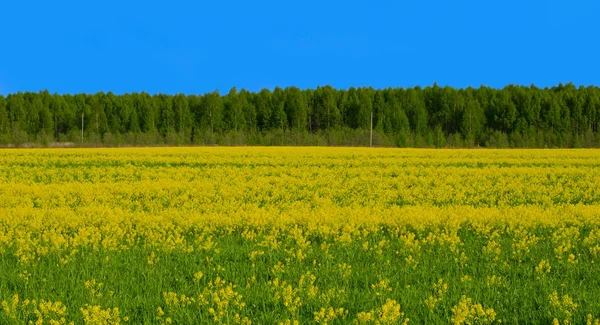 Field with yellow flowers — Stock Photo, Image