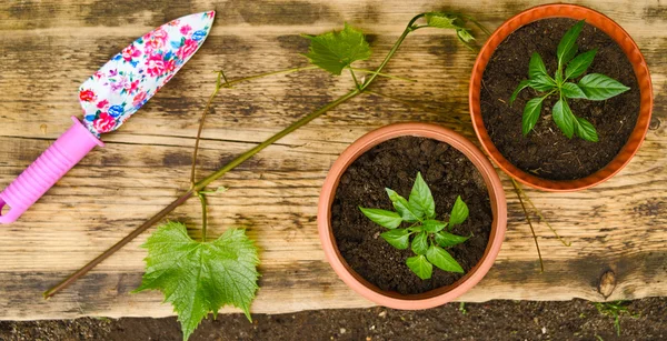 iki Çiçeklik ve bahçede Bahçe küreği