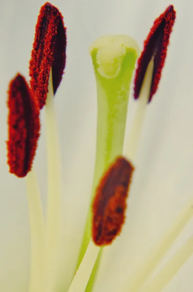 Stamens ve havaneli beyaz zambak — Stok fotoğraf