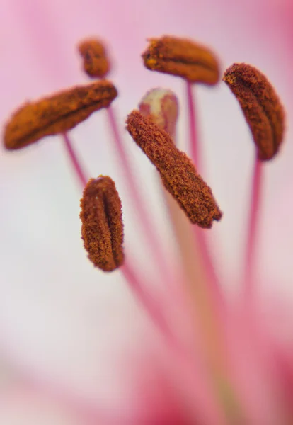 おしべとピンクのユリの杵 — ストック写真