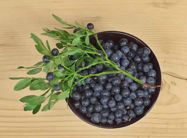 Wilde Beeren der Heidelbeere — Stockfoto