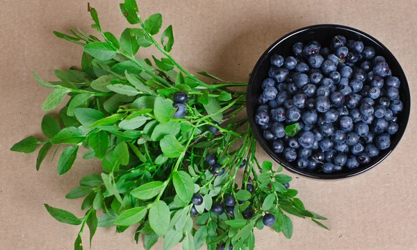 Wilde Beeren der Heidelbeere — Stockfoto