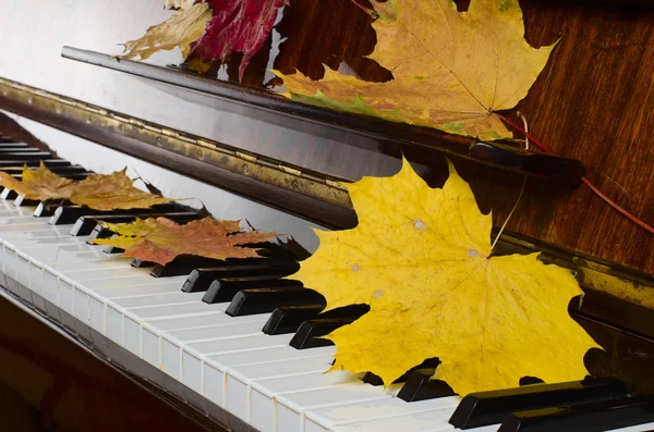 Кленовые листья на пианино — стоковое фото