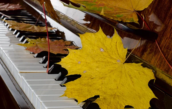 Ahornblätter auf einem Klavier — Stockfoto