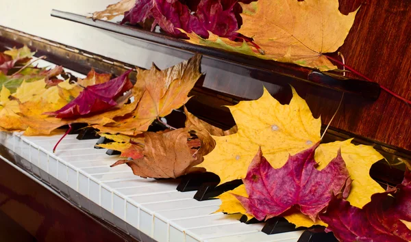 akçaağaç yaprakları bir piyanoda