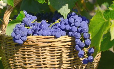 sepet üzüm ile