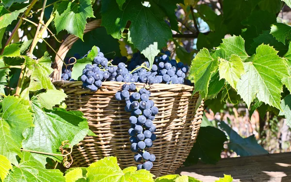 Корзина с виноградом — стоковое фото