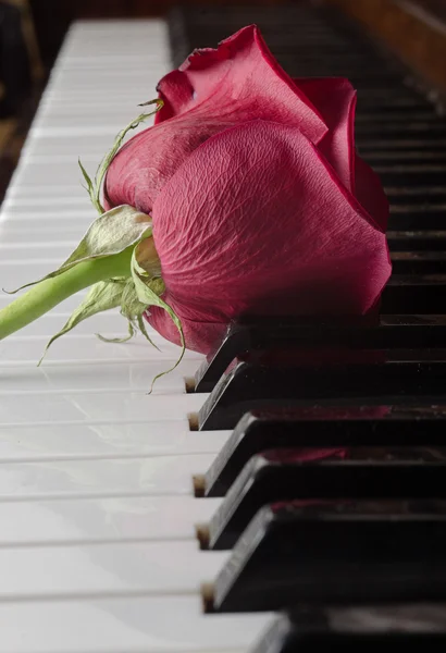 Rosa al pianoforte — Foto Stock