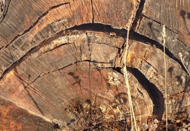 Eski kesilen ağaç. Kesme bölüm