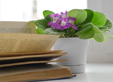 pencere pervazı mor çiçek