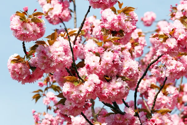 日本の桜の木の花 — ストック写真