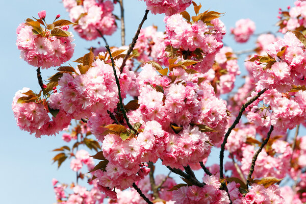 Japanese cherry-tree blossom
