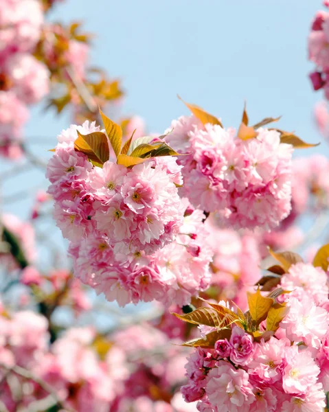 Japanese cherry-tree blossom — Stock Photo, Image