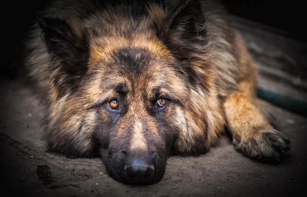 Deutscher Schäferhund — Stockfoto