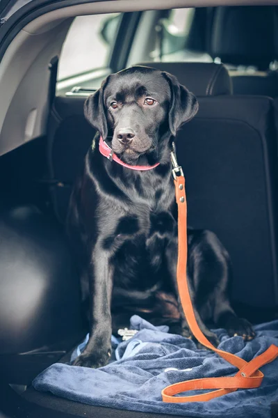 Zwarte labrador in auto — Stockfoto