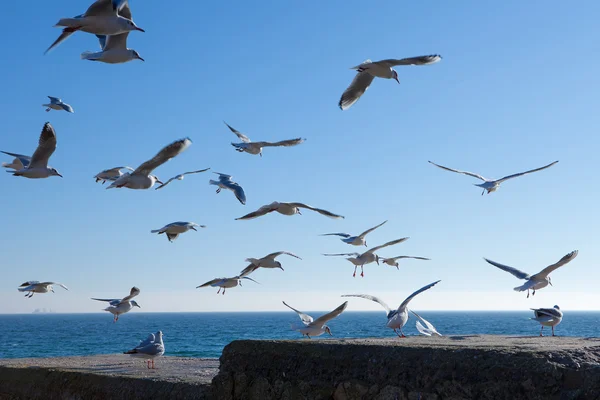 Seagulls flying over sky — Stock Photo, Image