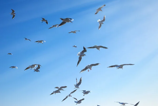 Seagulls flying over sky — Stock Photo, Image