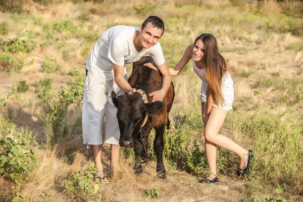 Young Couple Farmers Bull Calf — Stock Photo, Image