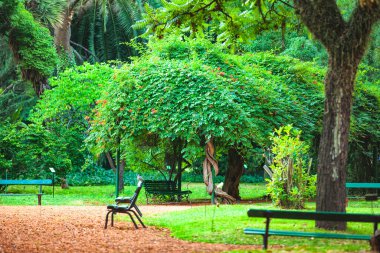 Buenos Aires Botanik Bahçesi 'nde olağanüstü güzel ağaçlar