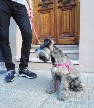 Dışarıda duran sevimli gri schnauzer portresi.