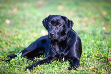 Büyük siyah köpek labrador retriever doğada