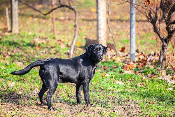 Großer Schwarzer Hund Labrador Retriever Der Natur — Stockfoto
