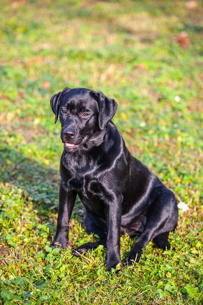 Duży Czarny Pies Labrador Retriever Przyrodzie — Zdjęcie stockowe