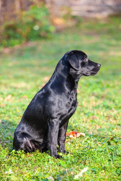 自然の中で大きな黒い犬のラブラドールの検索 — ストック写真