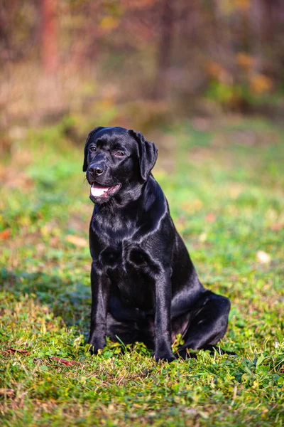 大自然中的大型黑狗拉布拉多猎犬 — 图库照片