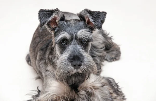 Portrait Gray Schnauzer Light Background — Stock Photo, Image