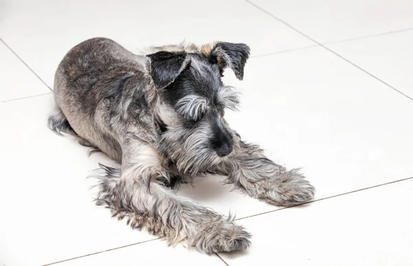 Porträtt Grå Schnauzer Ljus Bakgrund — Stockfoto