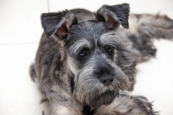 Porträtt Grå Schnauzer Ljus Bakgrund — Stockfoto