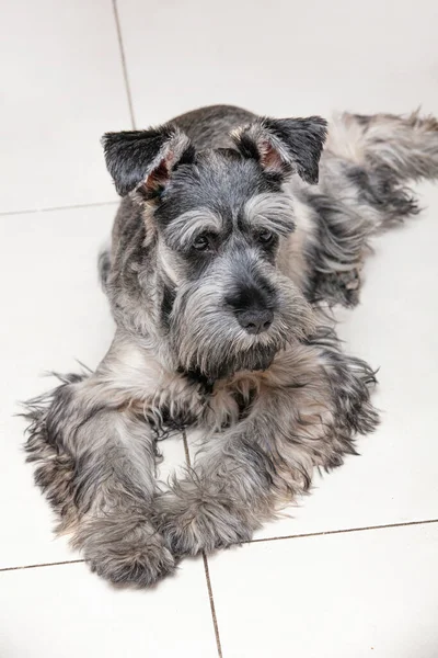 Porträt Des Grauen Schnauzers Auf Hellem Hintergrund — Stockfoto