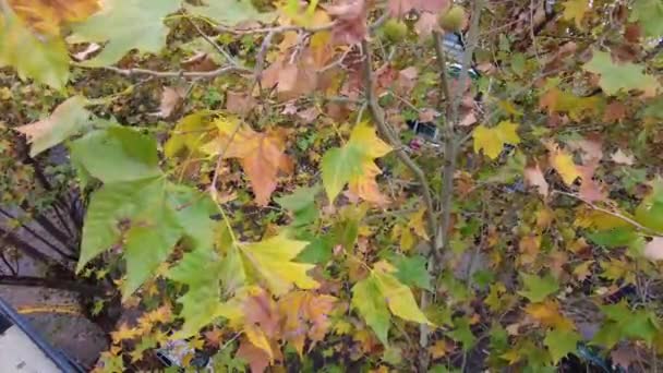 Yellow Leaves Wind Autumn — Stock Video