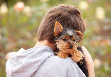 Yorkshire Terrier köpeği oğlanın kollarında