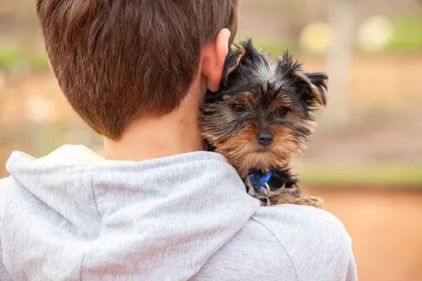 ヨークシャーテリア子犬の腕の中で少年 — ストック写真
