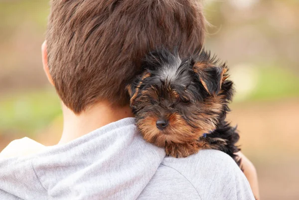 ヨークシャーテリア子犬の腕の中で少年 — ストック写真