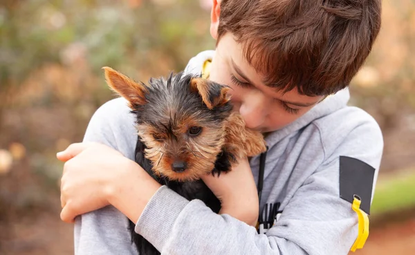 Yorkshire Terrier Szczeniak Ramionach Chłopca — Zdjęcie stockowe