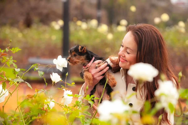 Yorkshire Terrier Puppy Handen Van Vrouw — Stockfoto