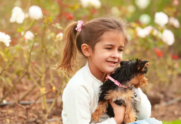 Yorkshire Terrier Köpeği Kızın Elinde — Stok fotoğraf